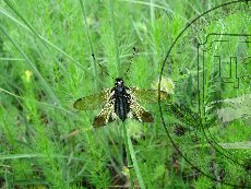 Бабочник опаленный 001